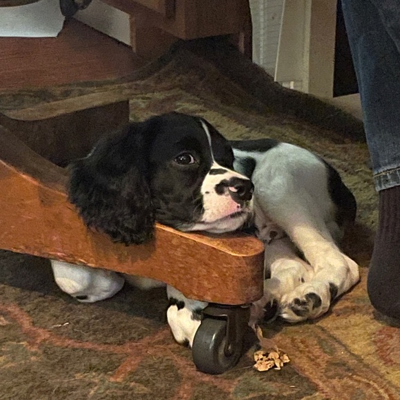 Meet your Posher, Sulyn - Picture 6 of 7